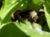 Bombus sp.